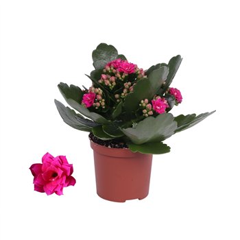 Kalanhoja blossfeldiana rosalina don victorio paars  without sleeve 1 pp 15cm 7cm Q2878