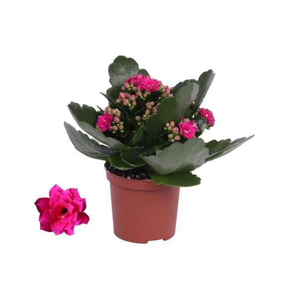 Kalanhoja blossfeldiana rosalina don victorio paars  without sleeve 1 pp 15cm 7cm Q2878