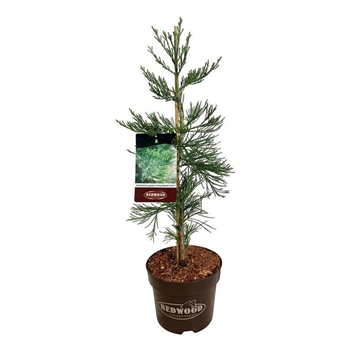 Sequoiadendron giganteum 'H Mammoth Three' F00007044