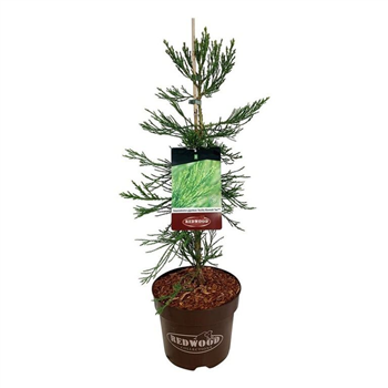 Sequoiadendron giganteum 'Healthy Mammoth Two' F00009383