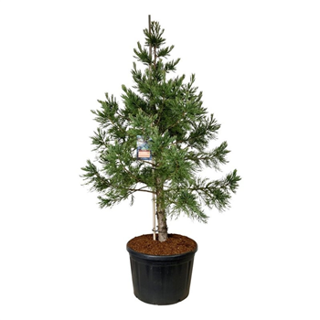 Sequoiadendron giganteum 'Mammoth One' F00007139