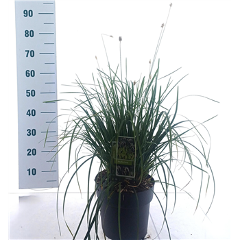 Sesleria Heufleriana F00010277