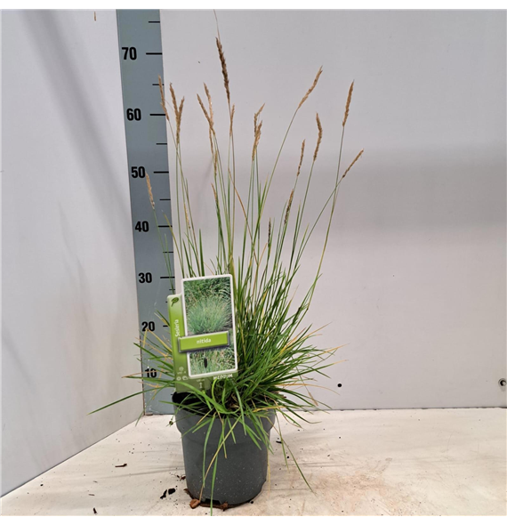 Sesleria nitida F00009609