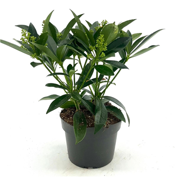 Skimmia confusa 'Kew Green' F00009532