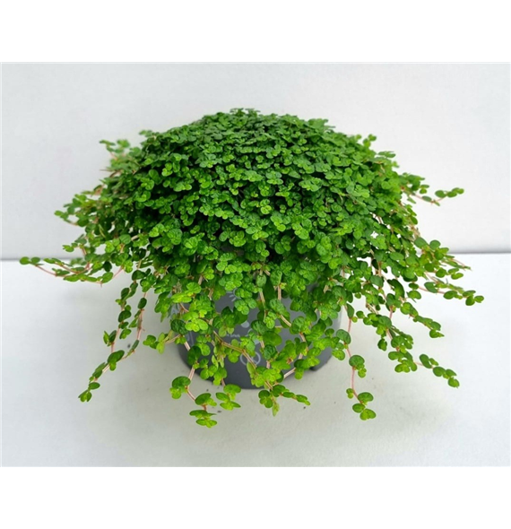 Družinska sreča soleirolii (helexine) groen F00001020