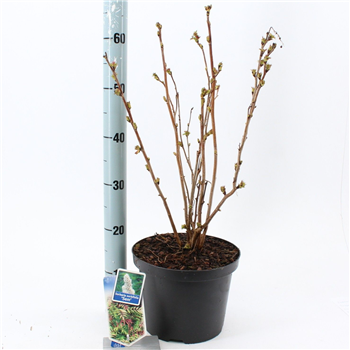 Sorbaria sorbifolia 'Sem' F00010299