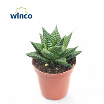 Haworthia limifolia 10cm 5.5cm Q923