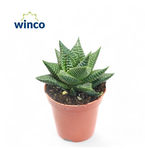 Haworthia limifolia 10cm 5.5cm Q923