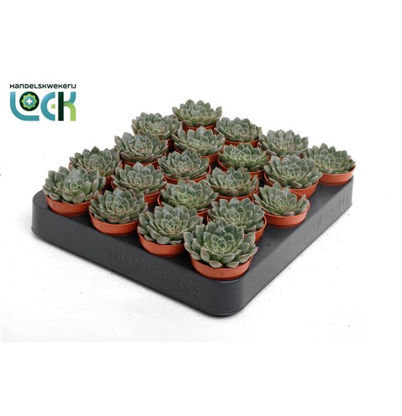 Echeveria Glauca 10cm 5.5cm Q924