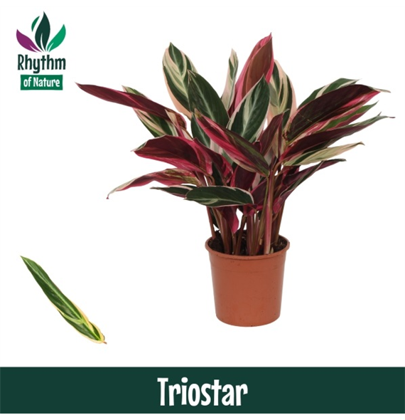 Stromanthe sanguinea 'Triostar' F00011044