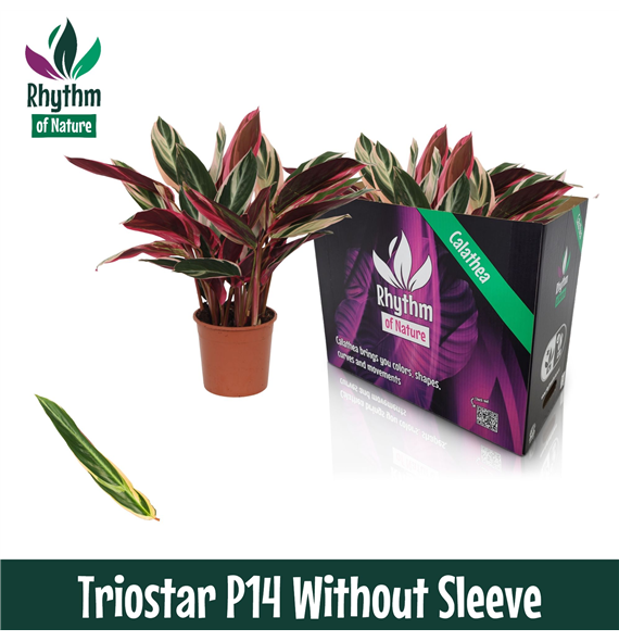 Stromanthe sanguinea 'Triostar' F00011050