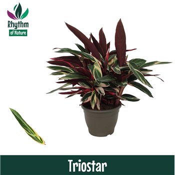 Stromanthe sanguinea 'Triostar' F00011115