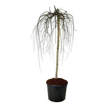 Styphnolobium japonicum 'Pendula' F00007501