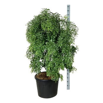 Styphnolobium japonicum 'Pendula' F00010950