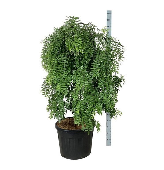 Styphnolobium japonicum 'Pendula' F00010950