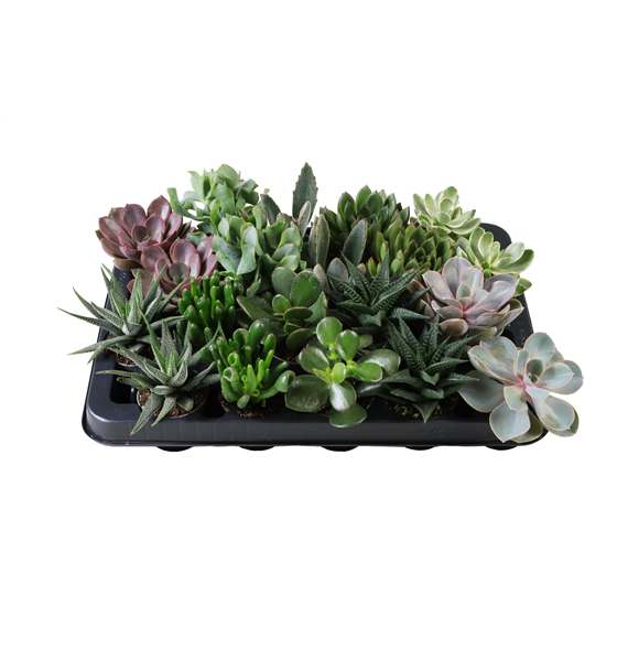 Succulent mix F00002091