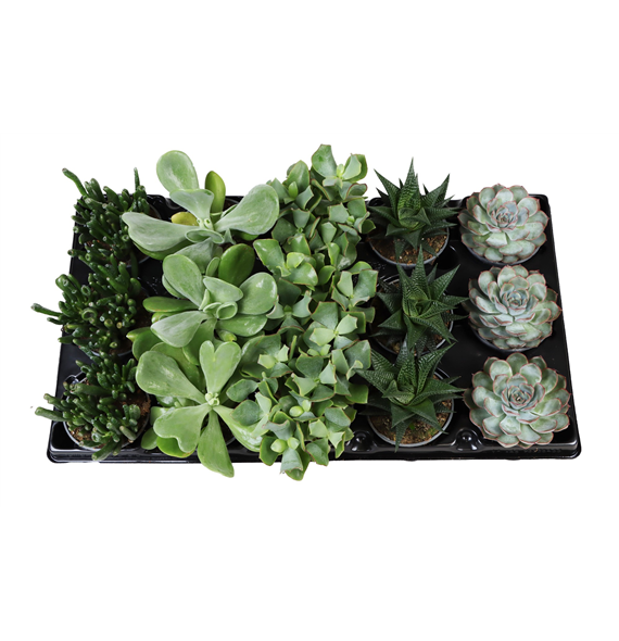 Succulent mix F00002092