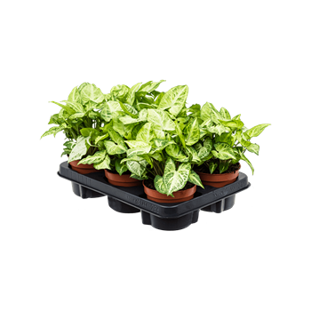 Syngonium 'Arrow' 6/tray 4SYARBP12