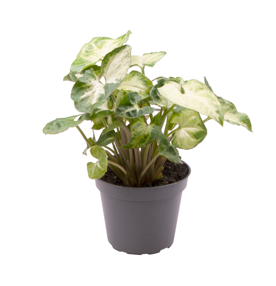 Syngonium Pixie F00002080