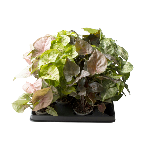 Syngonium mix F00002007