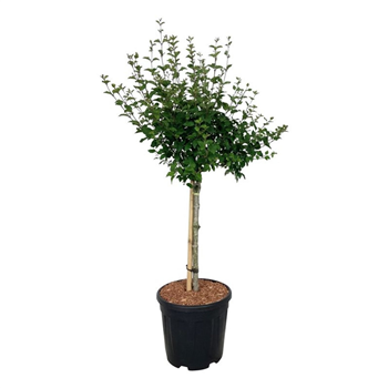 Syringa BLOOMERANG® Pink Perfume F00005837