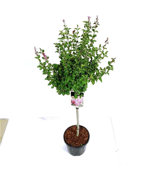 Syringa meyeri 'Flowerfesta' ® Pink F00005843