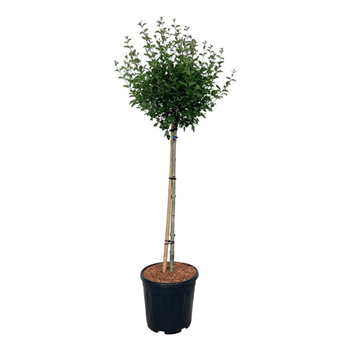 Syringa BLOOMERANG® 'Pink Perfume' F00005855