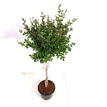 Syringa 'Flowerfesta' ® White F00005844