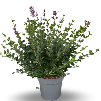 Syringa meyeri 'Palibin' F00008324