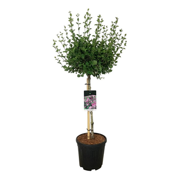 Syringa meyeri 'Palibin' F00005605