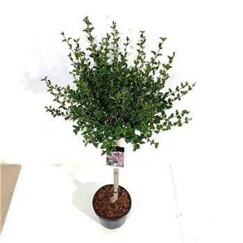Syringa meyeri 'Palibin' F00005846