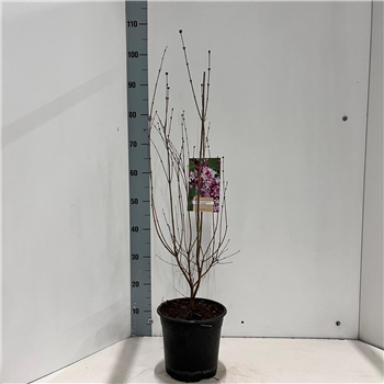 Syringa microphylla 'Superba' F00010307