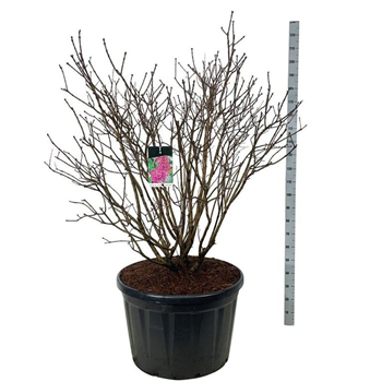 Syringa vulgaris 'Andenken an Ludwig Späth' F00007243