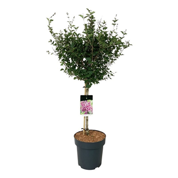 Syringa vulgaris 'Bloomerang Dark Purple' F00009391