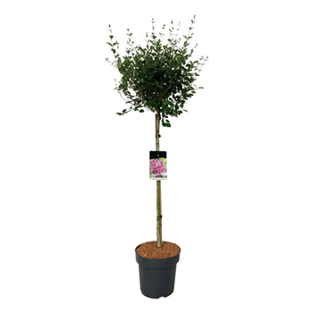 Syringa vulgaris 'Bloomerang Dark Purple' F00009392