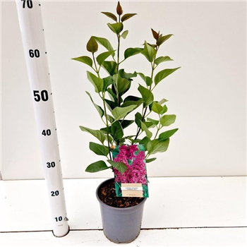 Syringa vulgaris 'Charles Joly' F00010310
