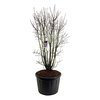 Syringa vulgaris 'Charles Joly' F00007121