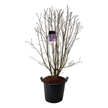 Syringa vulgaris 'Charles Joly' F00006902