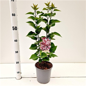 Syringa vulgaris 'Katherine Havemeyer' F00010311
