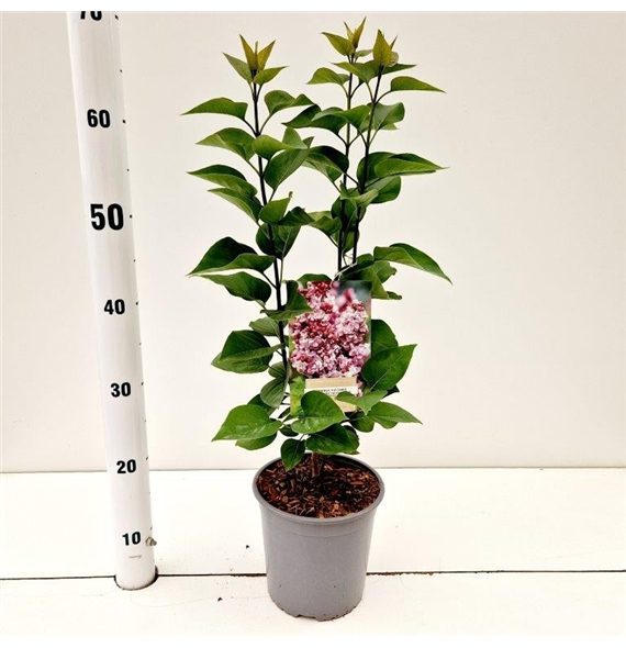 Syringa vulgaris 'Katherine Havemeyer' F00010311