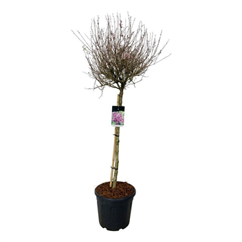 Syringa vulgaris 'Dark Purple' F00007290
