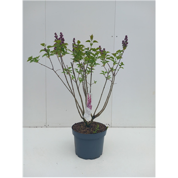 Syringa vulgaris 'Michel Buchner' F00010659