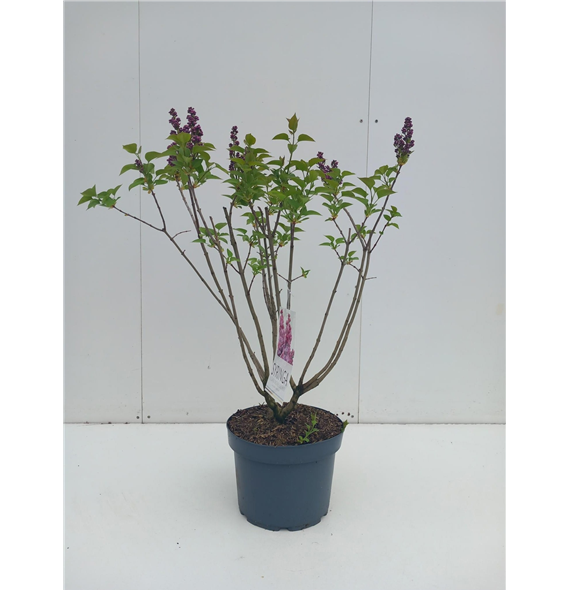 Syringa vulgaris 'Michel Buchner' F00010659