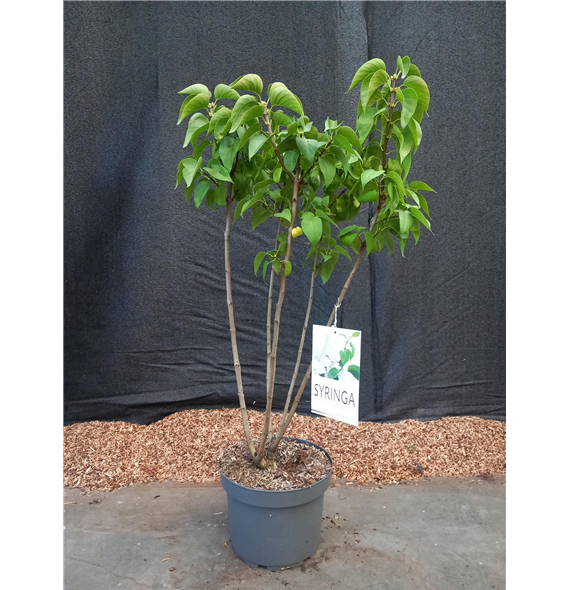 Syringa vulgaris 'Mme Lemoine' F00010660