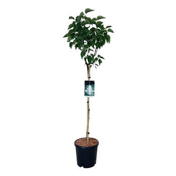 Syringa vulgaris 'Mme Lemoine' F00005839