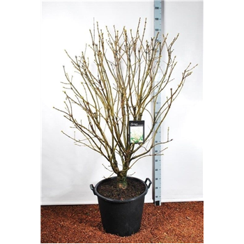 Syringa vulgaris 'Mme Lemoine' F00010522
