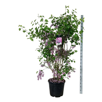 Syringa vulgaris 'Sensation' F00007447