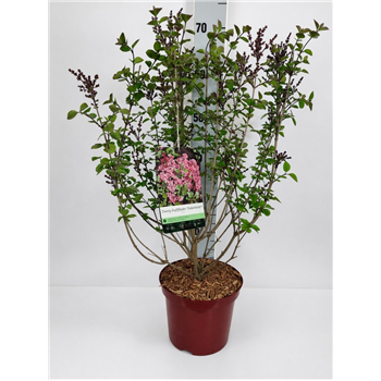 Syringa vulgaris 'Tinkerbelle' F00010691