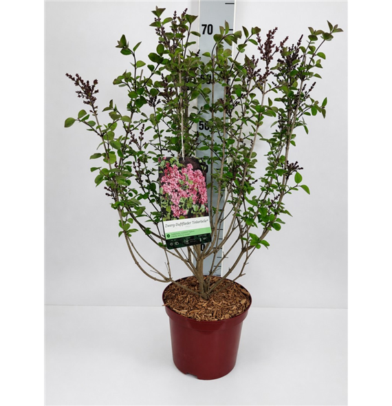 Syringa vulgaris 'Tinkerbelle' F00010691