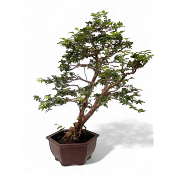 Syzygium buxifolium F00007763